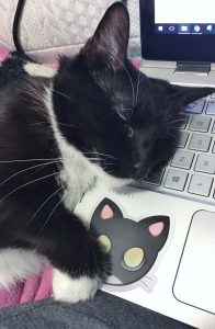 Scholarship Cat Nap